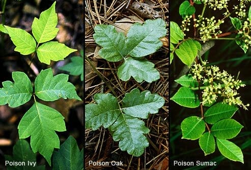 Poison Ivy, Poison Oak, Poison Sumac